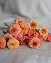 Zinnia 'Oklahoma Salmon' siemenet