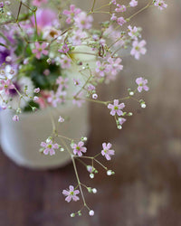 Kesä Harso Vaaleanpunainen siemen