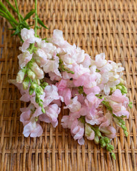 Leijongap Costa Silver siemenet