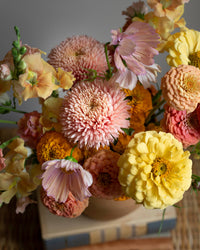 Kesäasteri Ilmapallo Aprikoosi siemenet