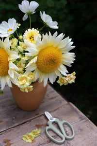 Leijongap Doubleshot Persikka siemenet