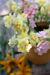 Leijongap Doubleshot Persikka siemenet