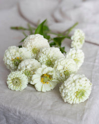 Isotsinnia Oklahoma Valkoiset siemenet