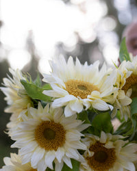 Auringonkukka Procut® White Lite siemen