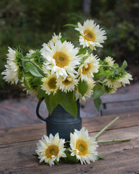 Auringonkukka Procut® White Lite siemen