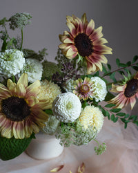 Isotsinnia Oklahoma Valkoiset siemenet