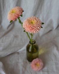 Kesäasteri Ilmapallo Aprikoosi siemenet