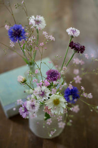 Sininen kukka Klassinen taika siemenet