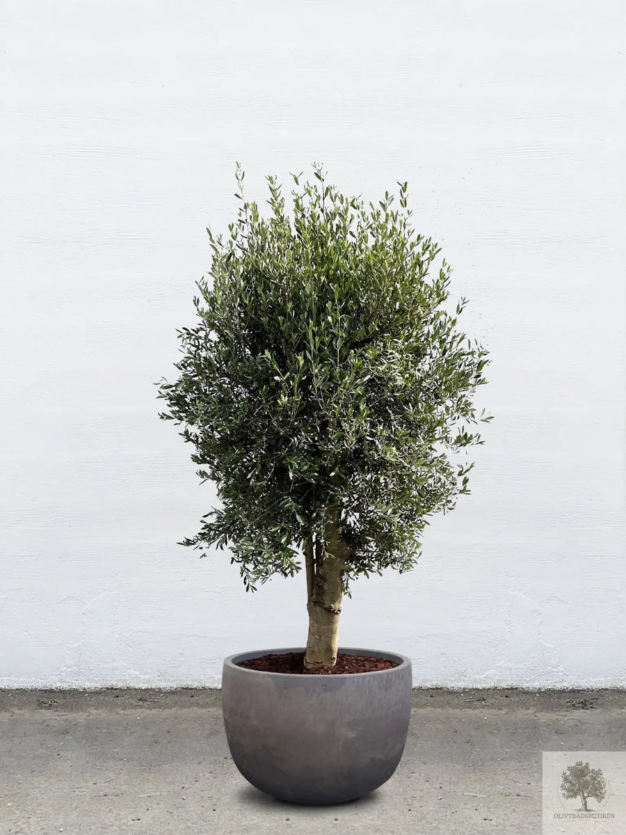 Ruukku Terrakotta harmaa - Matala pyöreä - 64-120 cm 