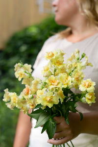 Leijongap Doubleshot Persikka siemenet