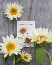 Auringonkukka Procut® White Lite siemen