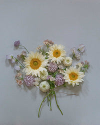 Auringonkukka Procut® White Lite siemen