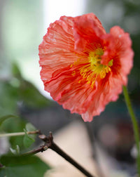 Colibrivallmo Ballerina Dreams siemenet