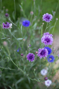 Sininen kukka Klassinen taika siemenet