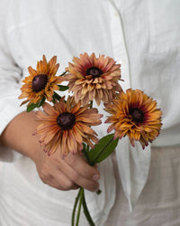 Kesäruiskukko siemenet