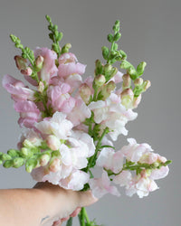 Leijongap Costa Silver siemenet