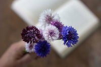 Sininen kukka Klassinen taika siemenet