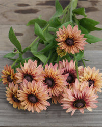 Kesäruiskukko siemenet