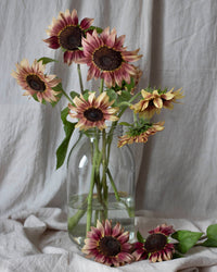 Auringonkukan siemenet Pro Cut Plum siemenet