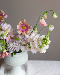 Ruusuherne 'Apricotta' siemenet