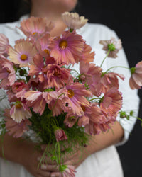 Ruusuherne 'Apricotta' siemenet