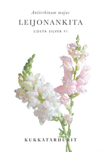 Leijongap Costa Silver siemenet