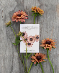 Kesäruiskukko siemenet