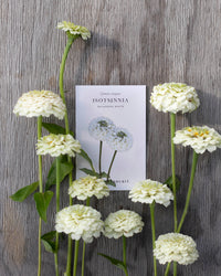 Isotsinnia Oklahoma Valkoiset siemenet