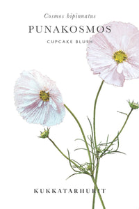 Rosenskära Cupcake Blush siemenet