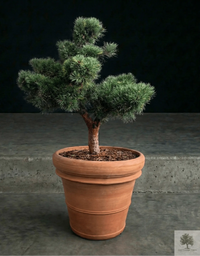 Ruukku Terrakotta - Siena - halkaisija 58 cm - korkeus 50 cm 