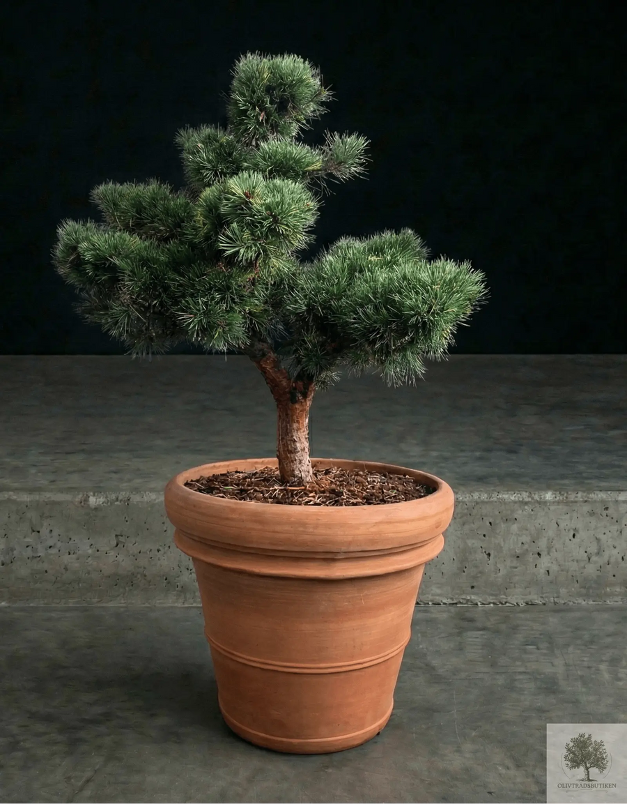 Ruukku Terrakotta - Siena - halkaisija 58 cm - korkeus 50 cm 