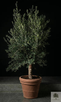 Ruukku Terrakotta - Siena - halkaisija 58 cm - korkeus 50 cm 