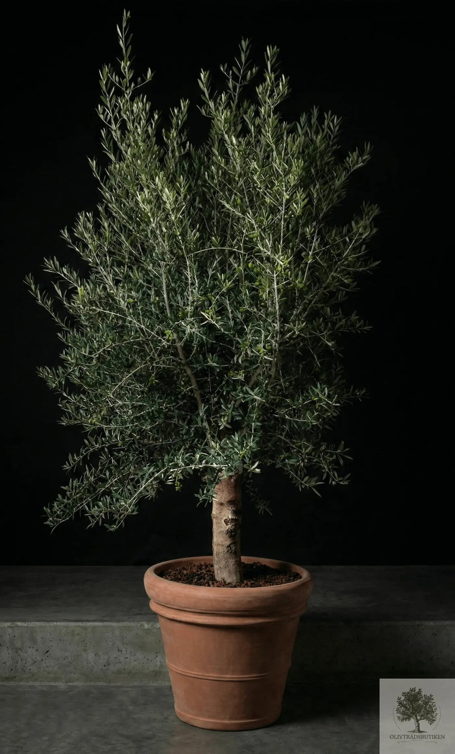 Ruukku Terrakotta - Siena - halkaisija 58 cm - korkeus 50 cm 