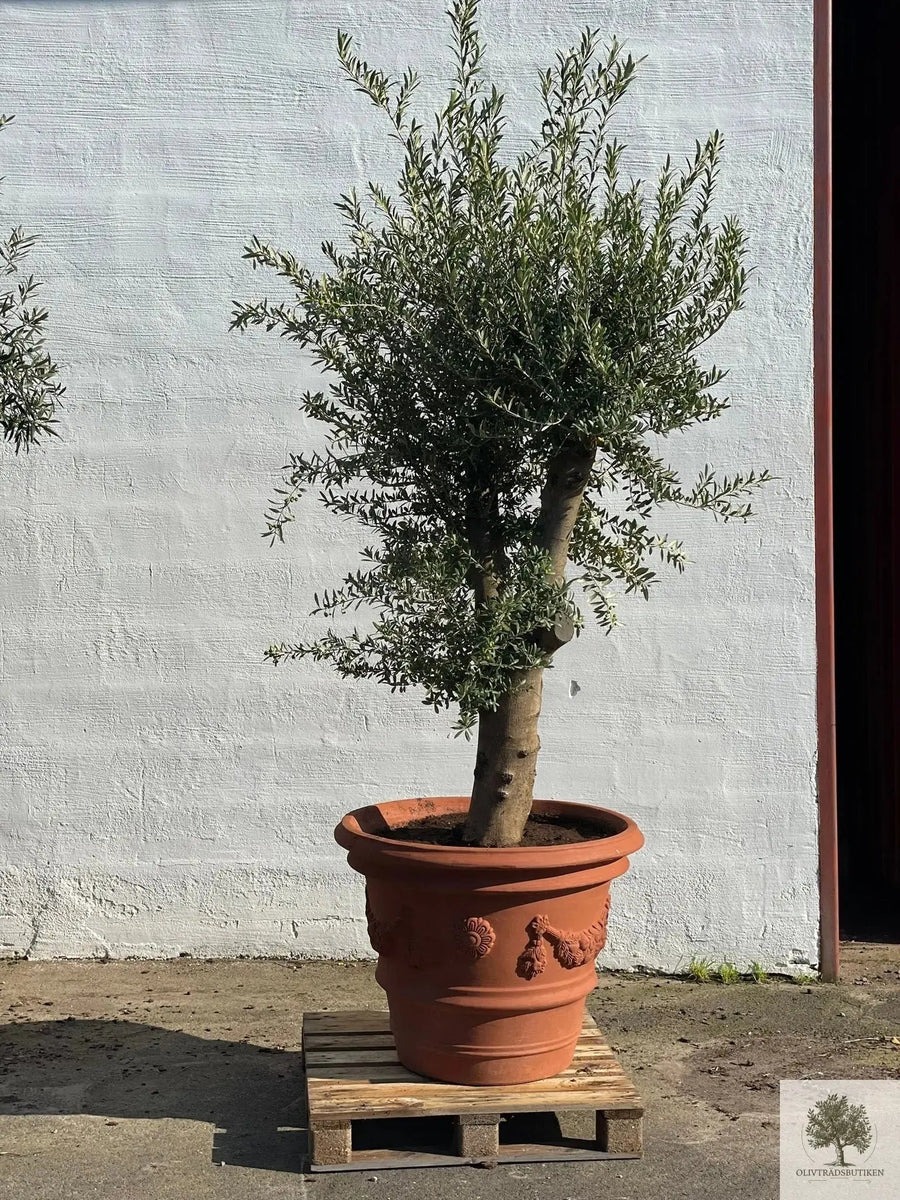 Ruukku Terrakotta - Impruneta Garland - halkaisija 80 cm - korkeus 62 cm 