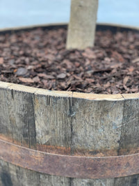 Oliivipuu 25 vuotta istutettuna puolikkaaseen viinitynnyriin