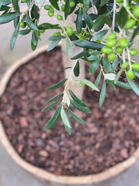 Oliivipuu 25 vuotta istutettuna puolikkaaseen viinitynnyriin