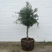 Oliivipuu 25 vuotta istutettuna puolikkaaseen viinitynnyriin