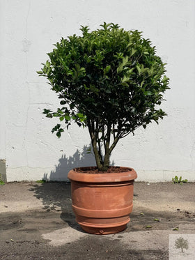 Terrakottaruukku - Barile Liscio - 60 cm halkaisija - 51 cm korkeus 