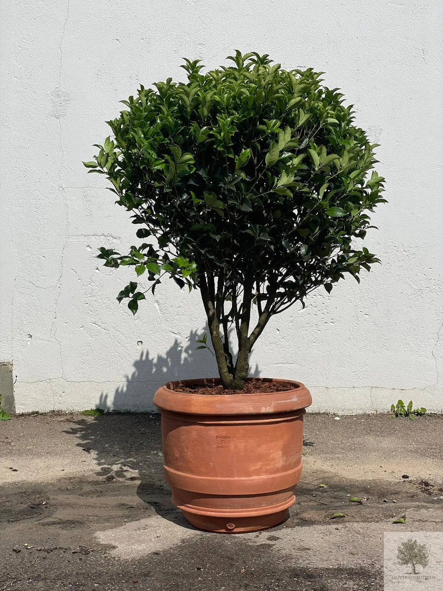Terrakottaruukku - Barile Liscio - 60 cm halkaisija - 51 cm korkeus 