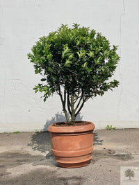 Terrakottaruukku - Barile Liscio - 60 cm halkaisija - 51 cm korkeus 