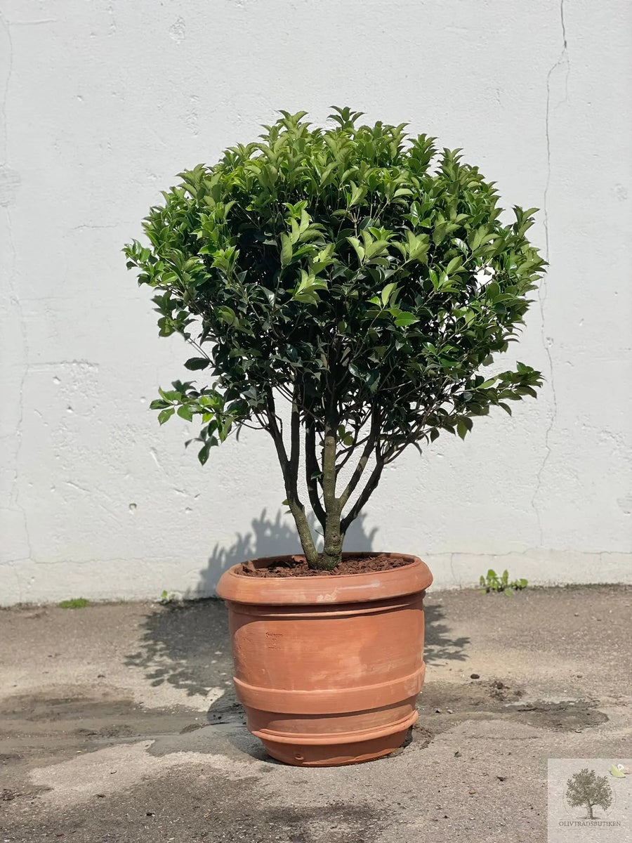 Terrakottaruukku - Barile Liscio - 60 cm halkaisija - 51 cm korkeus 