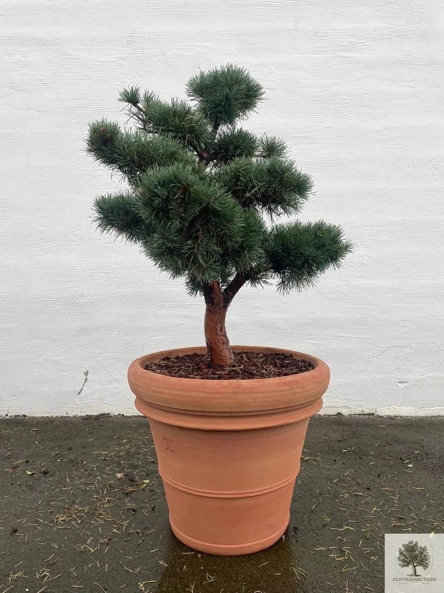 Terrakottaruukku - Toscana - 70 cm halkaisija - 58 cm korkeus 