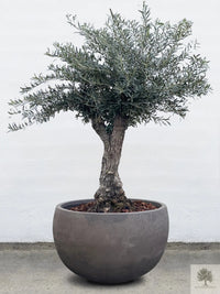Ruukku Terrakotta harmaa - Matala pyöreä - 64-120 cm 
