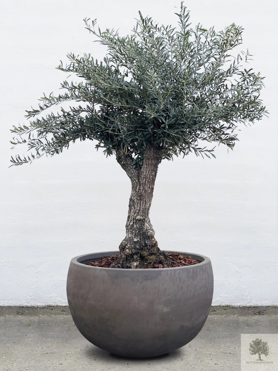 Ruukku Terrakotta harmaa - Matala pyöreä - 64-120 cm 