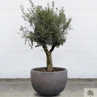 Ruukku Terrakotta harmaa - Matala pyöreä - 64-120 cm 