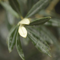 Oliivipuu 25 vuotta istutettuna puolikkaaseen viinitynnyriin