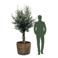 Oliivipuu 25 vuotta istutettuna puolikkaaseen viinitynnyriin