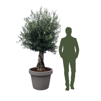 Oliivipuu 60 vuotta vanha istutettuna ruukkuun