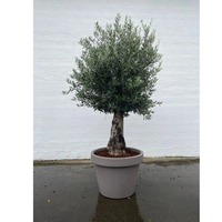 Oliivipuu 60 vuotta vanha istutettuna ruukkuun