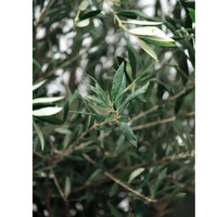 Oliivipuu 60 vuotta vanha istutettuna ruukkuun